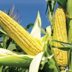 Tamogrow Hybrid Maize