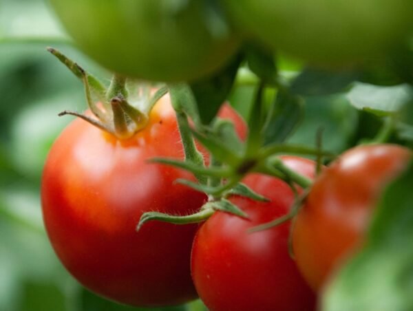 Tamogrow Tomatoes (Bio) - Image 2
