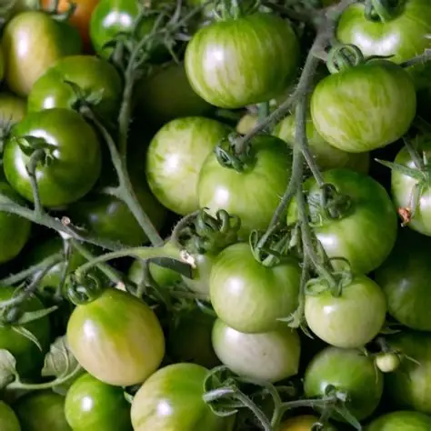 Tamogrow Tomatoes (Bio) - Image 3